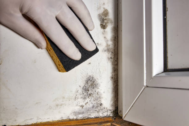 Best Residential Mold Inspection & Testing  in Pickens, SC